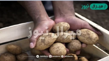 احذر تخزين البطاطس بهذه الطريقة تؤدي للتسمم وهذه الطريقة الصحيحة للتخزين من السنة للسنة