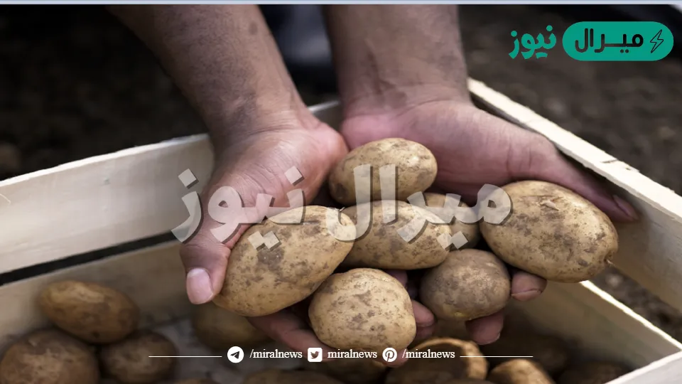احذر تخزين البطاطس بهذه الطريقة تؤدي للتسمم وهذه الطريقة الصحيحة للتخزين من السنة للسنة