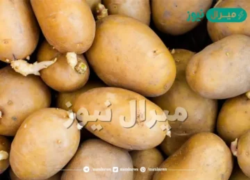 احذروا هذا النوع من البطاطس منتشر يسبب الوفاة