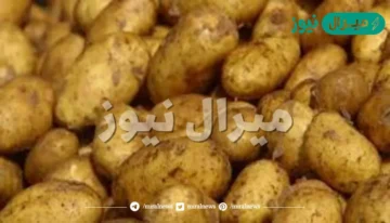 احذري هذه الأفعال.. تسببت فى تسمم أسرة بأكملها بسبب طهى البطاطس في هذه الحالة !