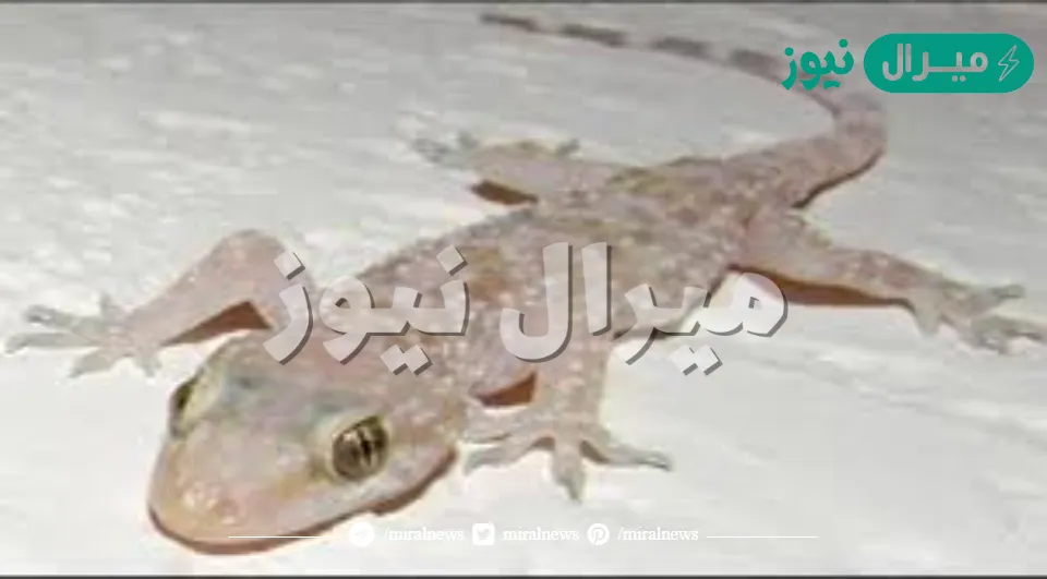 اسرع طريقة لطرد البرص “أبو بريص أو الوزغ” والزواحف من البيت بطرق طبيعية