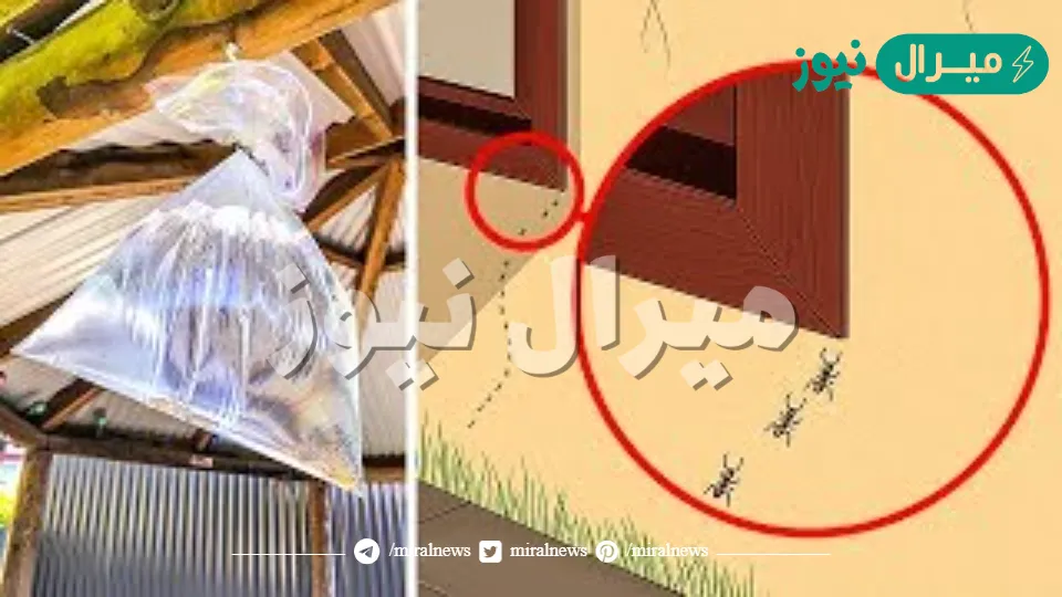 برشة واحدة من المكون السحري لطرد النمل وحشرة البق والصراصير الصغيرة من منزلك في ثواني هتهرب فورا بدون عودة