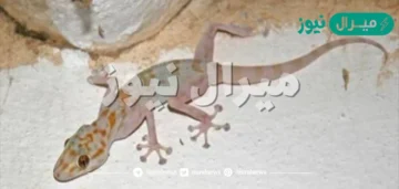 أقوي وصفة التخلص من البرص بدون لمس في 3 دقائق فقط مش هيرجع تاني ابدا