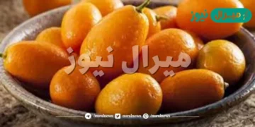 فوائد فاكهة كومكوت Kumquat البرتقال الذهبي وأفكار لتناولها