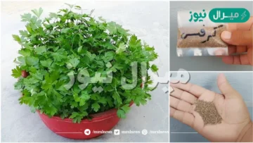 في أصيص منزلي ازرعي الكرفس والشبت في بيتك من البذرة إلى الشتلة.. خطوة بخطوة