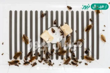 التخلص من الصراصير والنمل في المنزل بمكونات بسيطة في كل منزل