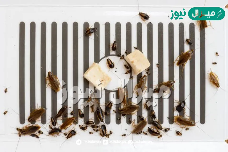 التخلص من الصراصير والنمل في المنزل بمكونات بسيطة في كل منزل