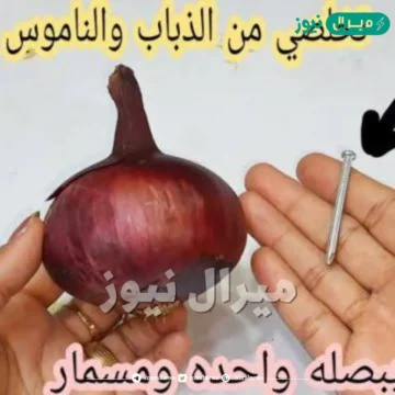 ببصله واحده ومسمار وتخلصي من النمل والذباب والناموس نهائيا بلا عودة وصفه لا تخطر على بال