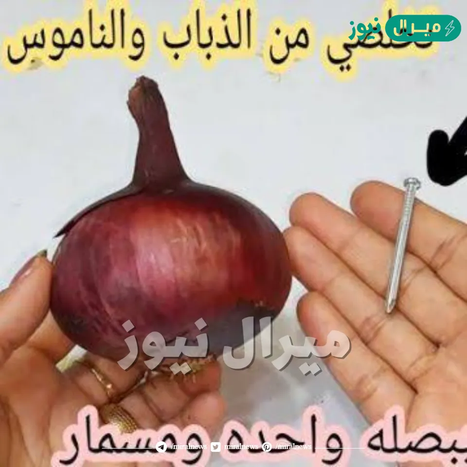 ببصله واحده ومسمار وتخلصي من النمل والذباب والناموس نهائيا بلا عودة وصفه لا تخطر على بال