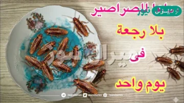 بطرق طبيعية.. التخلص من الصراصير نهائيا بدون مبيدات أو وصفات غريبة بمواد من مطبخك نتائج فورية
