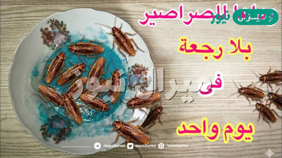بطرق طبيعية.. التخلص من الصراصير نهائيا بدون مبيدات أو وصفات غريبة بمواد من مطبخك نتائج فورية