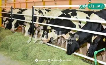 رقم دعم صغار مربي المواشي المجاني الموحد وخطوات التسجيل والاستعلام