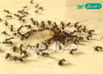لو عندك نمل أو صراصير تعالي أقولك تتخلصي منهم ازاي بمكون سحري يُرش في الأركان