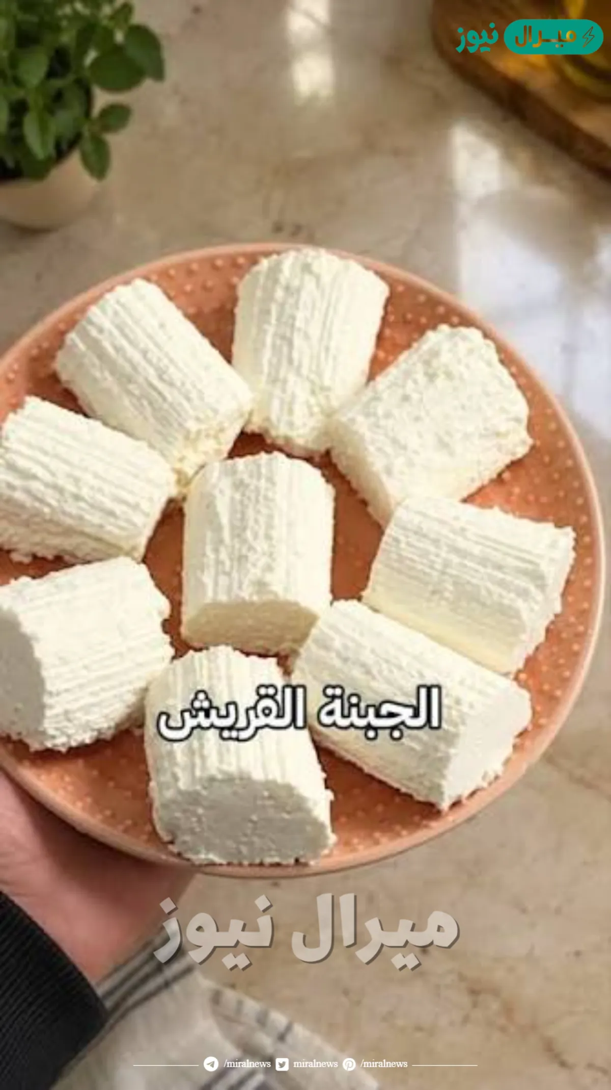 الجبنة القريش الذ واجمل جبنة ممكن تصنيعها في البيت بها الطريقة جربيها