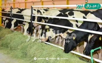 كم مبلغ إعانة مربي المواشي والحد المانع للدعم بعد التعديل